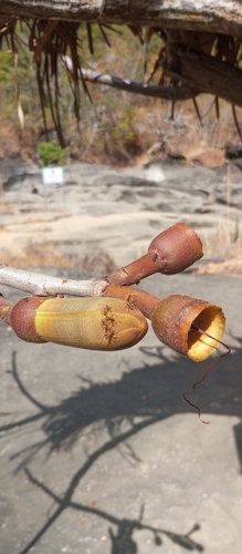 Pseudobombax tomentosum