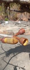 Pseudobombax tomentosum