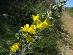 Aspalathus acanthophylla
