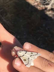 Hemileuca burnsi