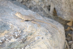 Pseudotrapelus jensvindumi