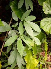 Millettieae