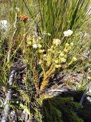 Thesium capitatum