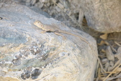 Pseudotrapelus jensvindumi