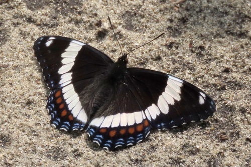 Admiral Butterfly