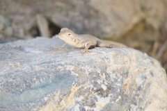 Pseudotrapelus jensvindumi