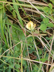Lotus corniculatus