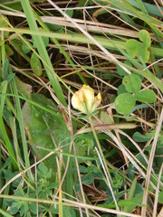 Lotus corniculatus