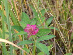 Trifolium medium