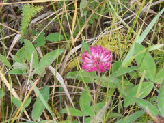 Trifolium medium
