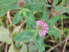 Trifolium pratense