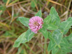 Trifolium pratense