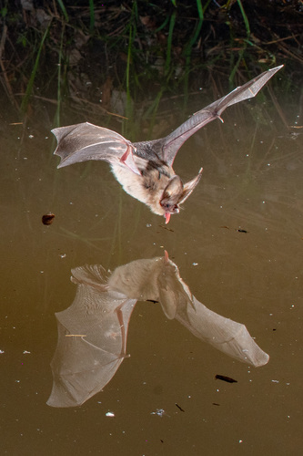 Townsend's Big-eared Bat photographed in New Mexico