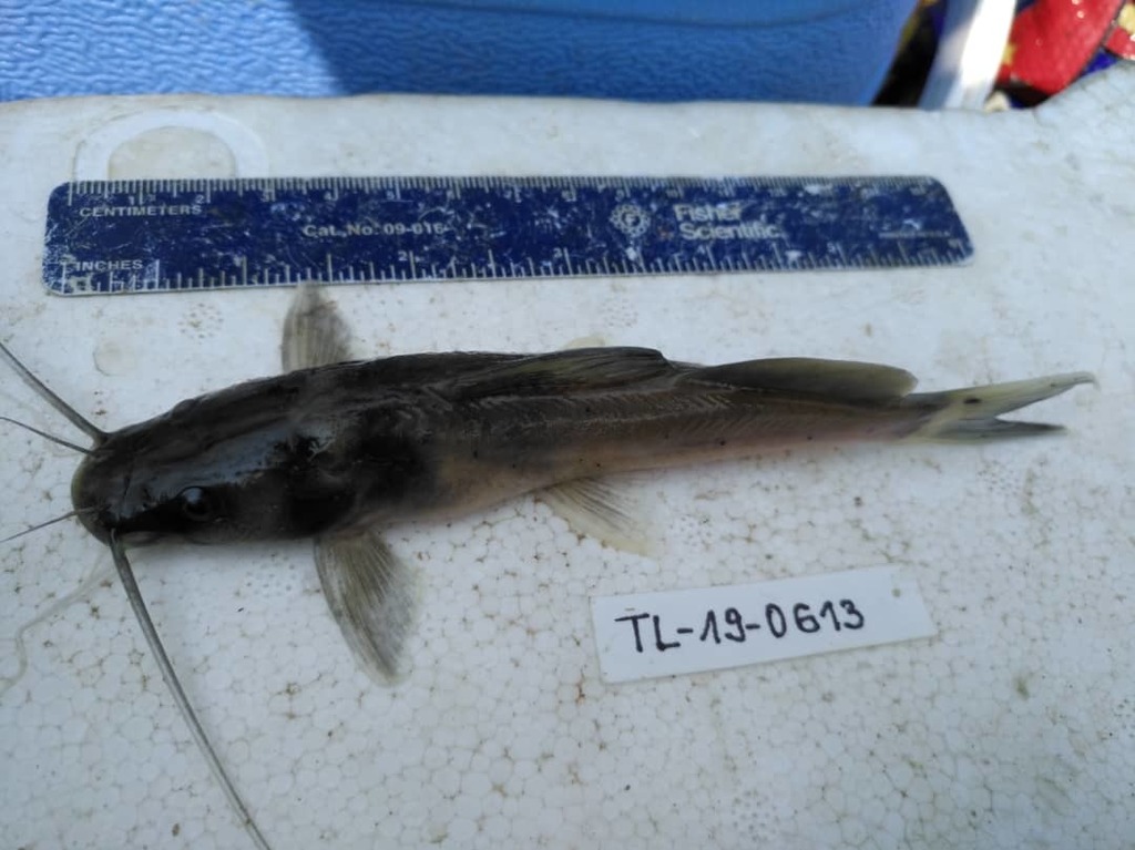 Ubangi bagrid (Bagrus ubangensis) — Bagridae