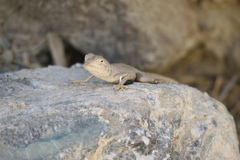 Pseudotrapelus jensvindumi