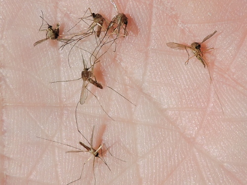 Southern House Mosquito photo 5