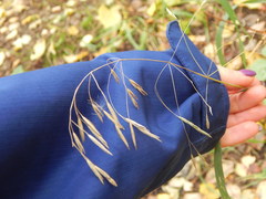 Bromus inermis