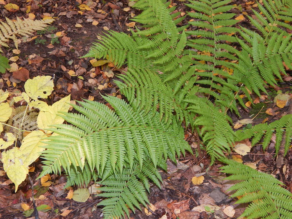 Illustration de Dryopteris filix-mas (L.) Schott