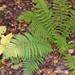 Male Fern - Photo (c) Алена Фронтова, some rights reserved (CC BY-NC)