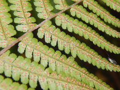Dryopteris filix-mas