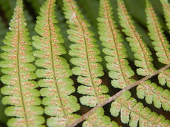 Dryopteris filix-mas