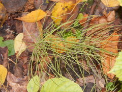 Equisetum pratense