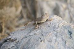 Pseudotrapelus jensvindumi