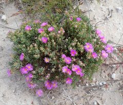 Lampranthus vernalis