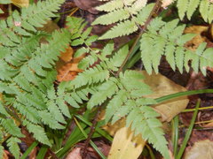 Dryopteris carthusiana