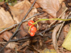 Convallaria majalis