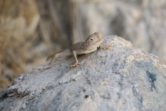 Pseudotrapelus jensvindumi