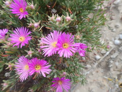 Lampranthus vernalis
