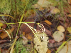 Carex sylvatica