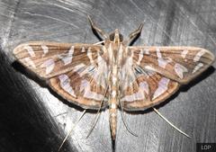 Nausinoe