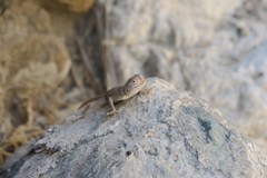 Pseudotrapelus jensvindumi