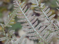 Athyrium filix-femina