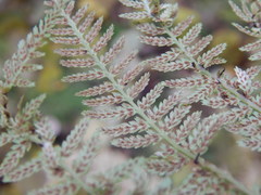 Athyrium filix-femina