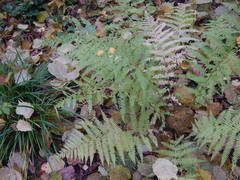 Athyrium filix-femina