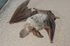 Nyctophilus geoffroyi