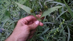 Bidens comosa
