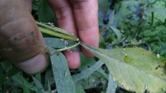 Bidens comosa