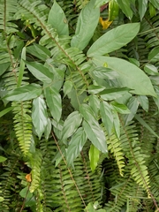 Ventilago leiocarpa