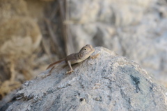 Pseudotrapelus jensvindumi