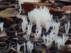 Lentaria epichnoa