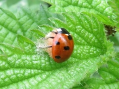 Dinocampus coccinellae