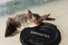 Nyctophilus geoffroyi