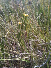 Ursinia quinquepartita