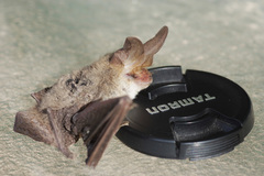 Nyctophilus geoffroyi
