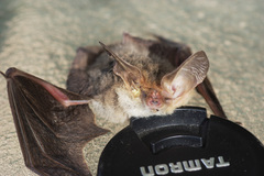 Nyctophilus geoffroyi