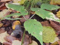 Aegopodium podagraria